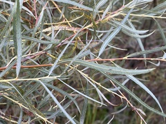 Salix exigua