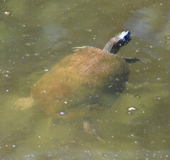 Pseudemys concinna concinna