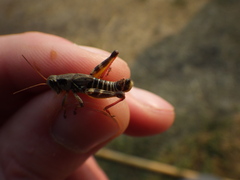 Melanoplus dawsoni