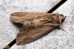 Ercheia
