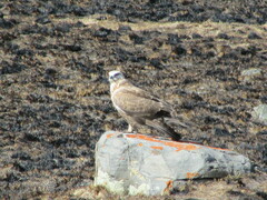 Buteo hemilasius