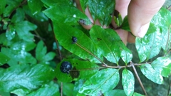 Lonicera nigra