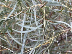 Salix exigua