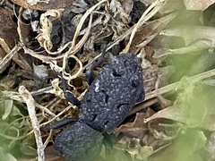 Phloeodes diabolicus