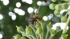 Vespula vulgaris