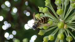 Vespula vulgaris