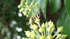 Vespula germanica
