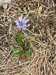 Cichorium intybus