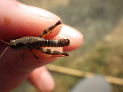 Melanoplus dawsoni