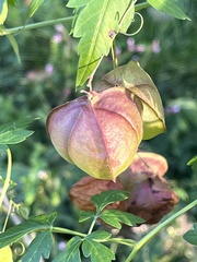 Cardiospermum halicacabum
