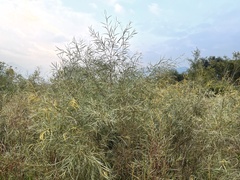 Salix exigua