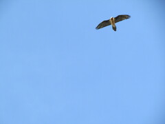 Gypaetus barbatus barbatus