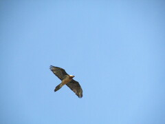 Gypaetus barbatus barbatus