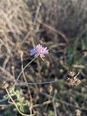 Sixalix atropurpurea