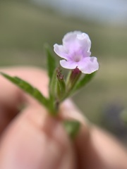 Priva grandiflora
