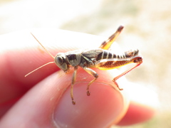 Melanoplus dawsoni