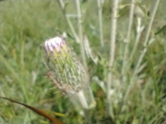 Cirsium flodmanii