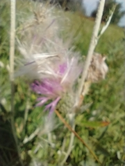 Cirsium flodmanii