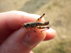 Melanoplus dawsoni