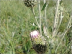 Cirsium flodmanii