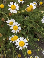 Anthemis cotula