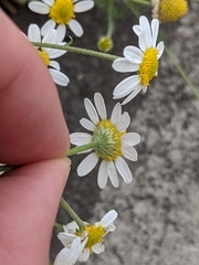 Anthemis cotula