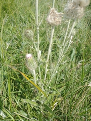 Cirsium flodmanii