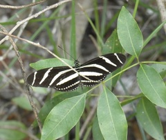 Heliconius charithonia vazquezae