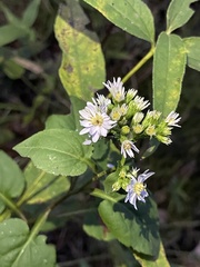 Symphyotrichum drummondii