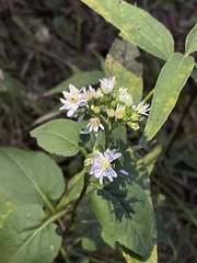 Symphyotrichum drummondii