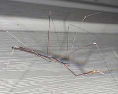 Emesaya brevipennis