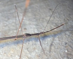 Emesaya brevipennis