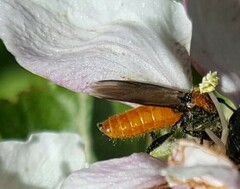 Bibio hortulanus
