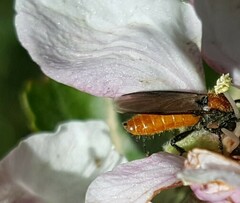 Bibio hortulanus