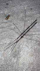 Emesaya brevipennis