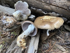 Stropharia