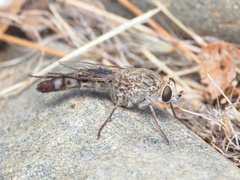 Apiocera