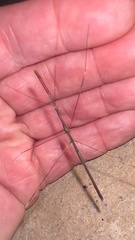 Emesaya brevipennis