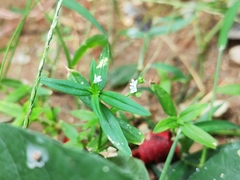 Oldenlandia corymbosa