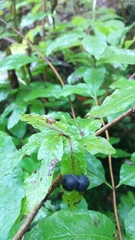 Lonicera nigra