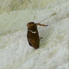 Monoleuca semifascia