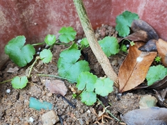 Hydrocotyle sibthorpioides
