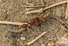Pogonomyrmex occidentalis
