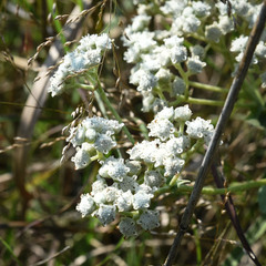 Parthenium integrifolium