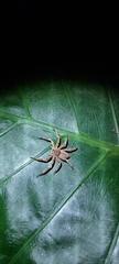 Heteropoda pingtungensis