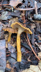 Craterellus tubaeformis