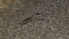Caprimulgus europaeus