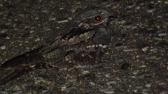 Caprimulgus europaeus