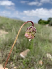 Brickellia monocephala