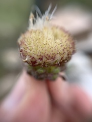 Brickellia monocephala